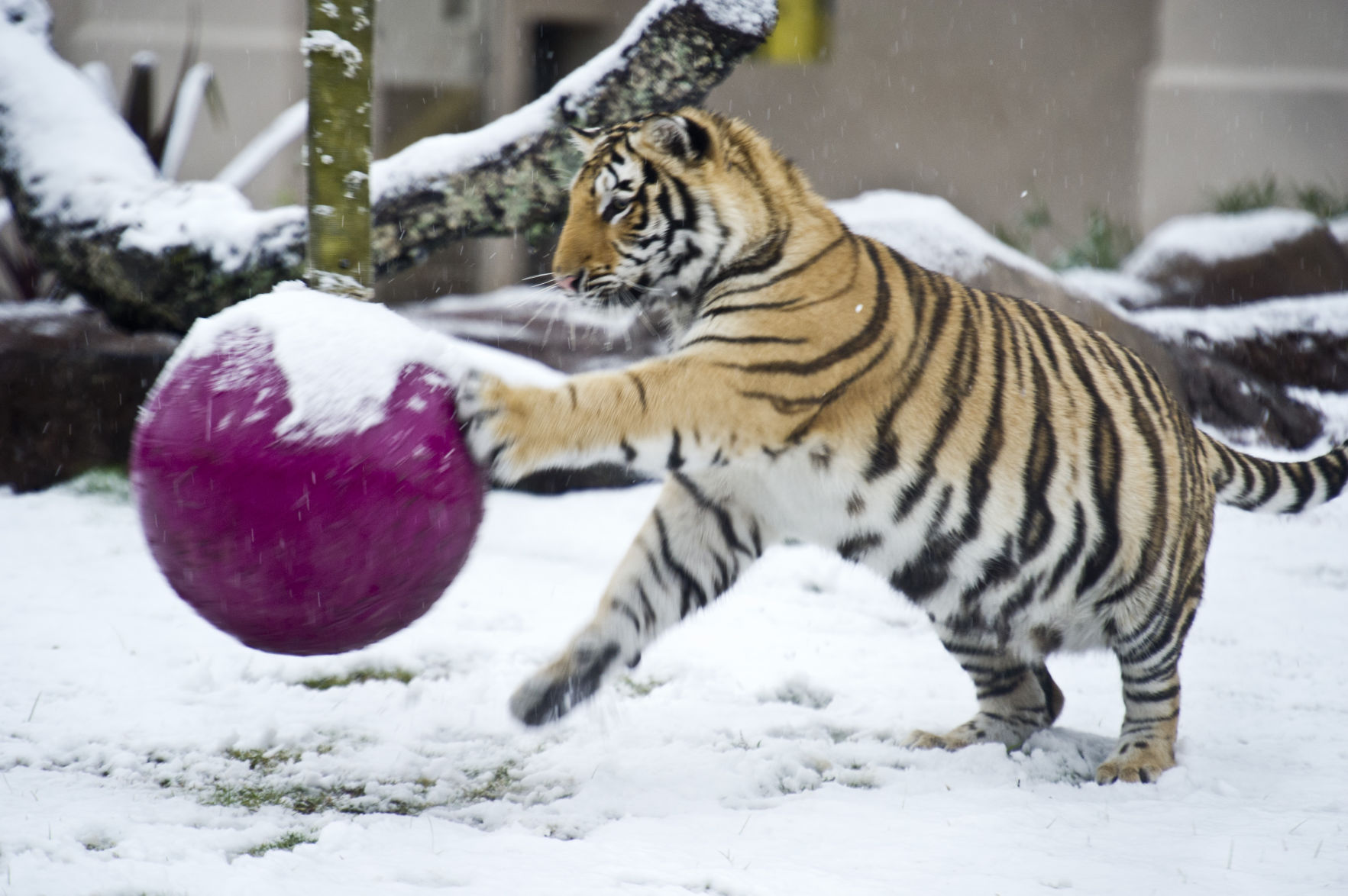 BR.snowdayjb 014.JPG